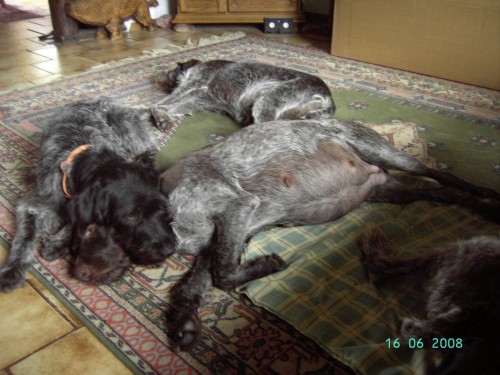 Drahthaarfamilie - Es gibt sie noch